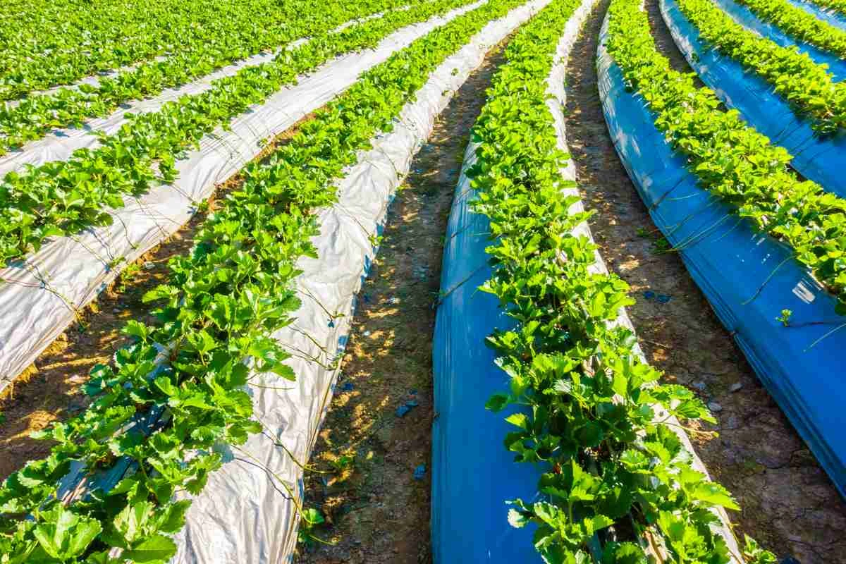 Nature's Reservoirs: Traditional Water Retention and Aquatic Ecosystems for a Climate-Ready Future